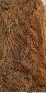 Photo Textures of Animal Skin